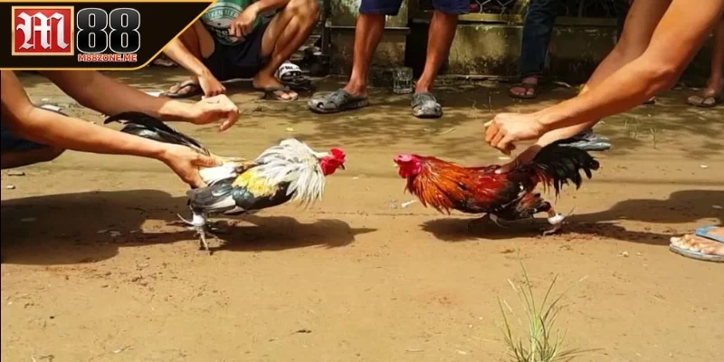 Lời khuyên khi chơi