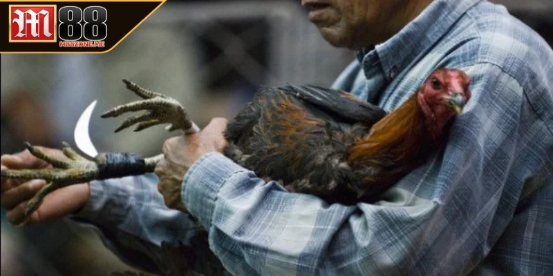 Luật đá gà cựa dao