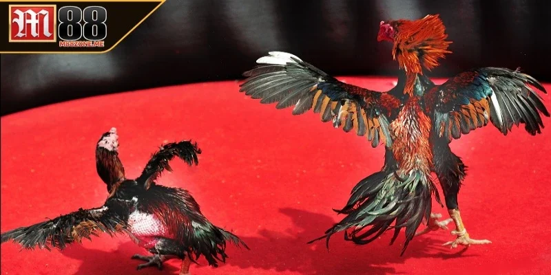 Ưu thế của đá gà Thomo